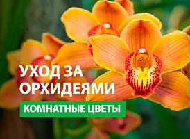 Добрива для орхідеї - корисні статті про садівництво від Agro-Market