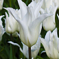 Тюльпан "White Triumphator" (лілієцвітний)