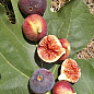 LMTD Инжир 5-и летний "Ficus Сarica" (крупноплодный, самоопыляемый сорт) высота 170-190см