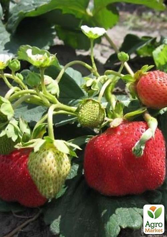 Полуниця "Референта" (Referent) (ремонтантний, один з кращих сортів) - фото 8