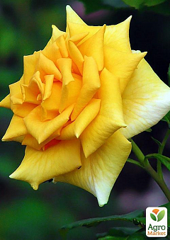 Роза чайно-гібридна "Голд Моніка" (Golden Monica®) (саджанець класу АА +) вищий сорт NEW1
