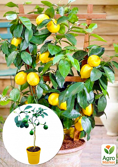 LMTD Лимон на штамбі з плодом 3-х річний "Мейєра" (35-50см)1