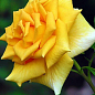 Роза чайно-гибридная " Голд Моника" (Golden Monica®) (саженец класса АА+) высший сорт NEW