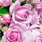 Троянда плетиста "Деклік" (саджанець класу АА+) вищий сорт купить