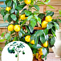 LMTD Лимон на штамбі з плодом 3-х річний "Мейєра" (35-50см)