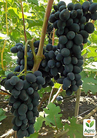 Виноград "Чорна вишня" - фото 3