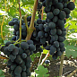 Виноград "Черная вишня" цена