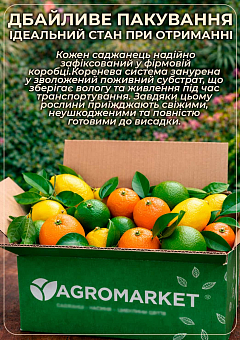 LMTD Лайм пестролистный "Tahiti Variegata" (саженец 2 года)21