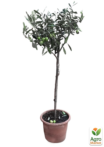 LMTD Олива "Green Life" 3 роки на штамбі (висота 70-90см) - фото 6