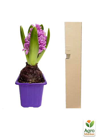 Гиацинт "Splendid Cornelia" (Нидерланды) - фото 4