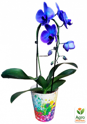 Орхідея (Phalaenopsis) «Cascade Violet» - фото 2