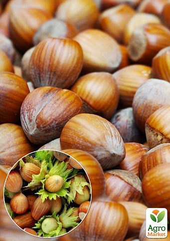 Фундук (In vitro) «Мортарелла» (итальянский, высокоурожайный, средний сорт)