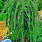 Лиственница Европейская на штамбе 5-ти летняя "Larix Pendula" (С5, высота 120-150см)