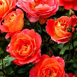 Роза миниатюрная "Oranz Juvel" (саженец класса АА+) высший сорт