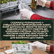 Клубника "Белый швед" (средний срок созревания, один из самых необычных сортов) цена