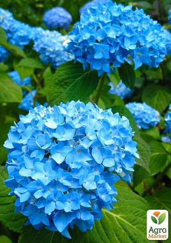 Эксклюзив! Гортензия крупнолистная нежно-голубого цвета "Голубая лагуна" (Blue Lagoon) (премиальный, зимостойкий, высокоурожайный сорт) - фото 5