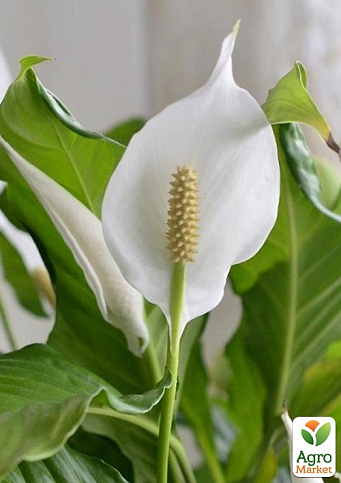 Спатифілум "Bellini Make Up" висота 55-65см - фото 3