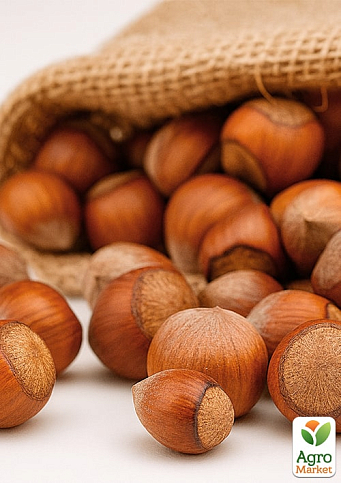 Фундук "Немса" (средний срок созревания, перекрёстное опыление, садить по 2 шт)  - фото 4