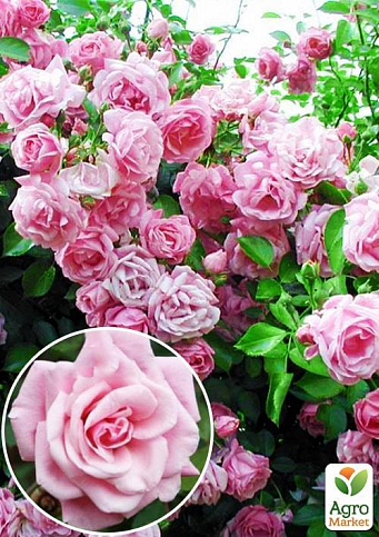 Роза плетистая "Блоссомтайм" (саженец класса АА+) высший сорт