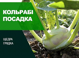 Вирощування кольрабі - корисні статті про садівництво від Agro-Market