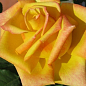 Роза в контейнере чайно-гибридная "Mohana" (саженец класса АА+) цена