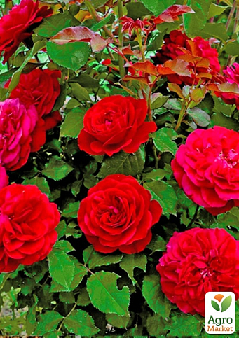 Троянда флорибунда "Мона Ліза" (саджанець класу АА+) вищий сорт - фото 4