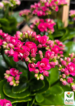 Каланхое Блоссфельда "Paars" (Kalanchoe Blossfeldiana) (Нідерланди)13