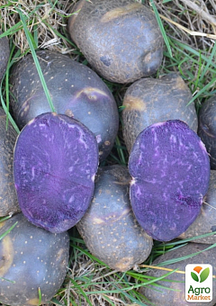 Картопля "Чорний Лебідь" насіннєва, середньостигла, з фіолетовою м'якоттю (1 репродукція) 0,5кг1