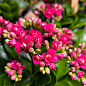 Каланхоэ Блоссфельда "Paars" (Kalanchoe Blossfeldiana) (Нидерланды)