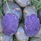 Картофель "Черный Лебедь" семенной, среднеспелый, с фиолетовой мякотью (1 репродукция) 0,5кг