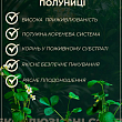LMTD Полуниця ремонтантна "Toscana" (горшкове, тривале плодоношення)