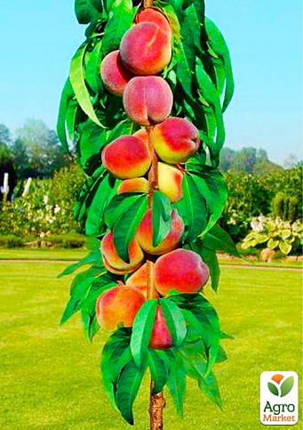 Персик колоновидный на штамбе "Сувенир" возраст от 2-х лет