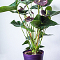Антуриум (Anthurium) "Sempre" (высота 40-60см) купить