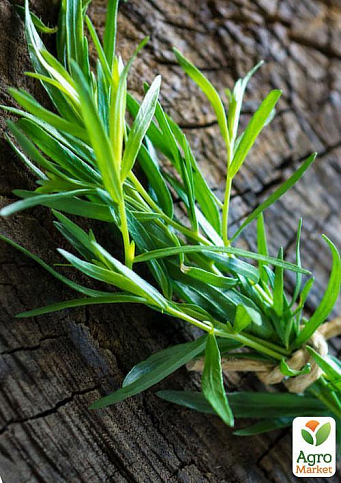 Тархун - естрагон (Artemisia dracunculus) - фото 3
