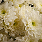 Хризантема кустовая "Baltika White"