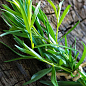 Тархун - эстрагон  (Artemisia dracunculus)  цена