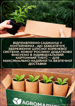 Актинідія аргута "Харді Ред" (міні-ківі, морозостійкий сорт)13