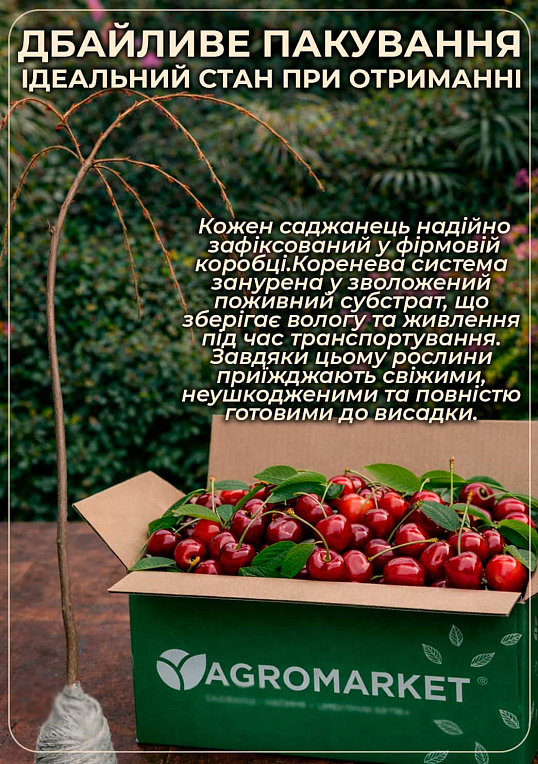 Черешня жовта плакуча "Weeping cherry" (вік від 2-х років, висота 120-180см) - фото 3