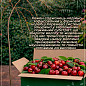 Черешня жовта плакуча "Weeping cherry" (вік від 2-х років, висота 120-180см) цена