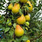 Груша колоновидная "Г-2" (осенний сорт)