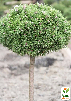 Сосна на штамбе "Хорни Хазл" (Pinus uncinata "Horni Hazle") С2, высота от 30-50см25