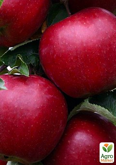 Яблуня "Ред Топаз" (зимовий сорт, пізній термін дозрівання)2