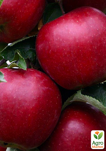 Яблуня "Ред Топаз" (зимовий сорт, пізній термін дозрівання)