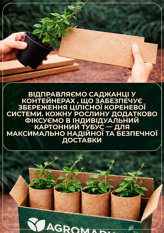 Ексклюзив! Клематис рожевий з червоної серединою "Доля" (преміальний, повторноквітучий сорт)