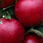 Яблуня "Ред Топаз" (зимовий сорт, пізній термін дозрівання)