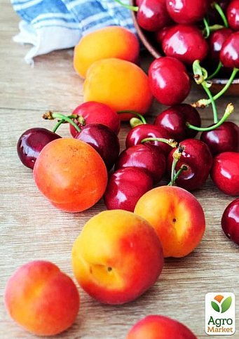 Ексклюзив! Абрикос колоновидний яскраво помаранчевий з легким рум'янцем "Сонячне літо" (Sunny summer) (преміальний середньостиглий сорт) - фото 4