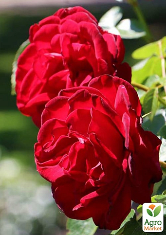 Троянда плетиста "Гранд Готель" (саджанець класу АА+) вищий сорт  - фото 4