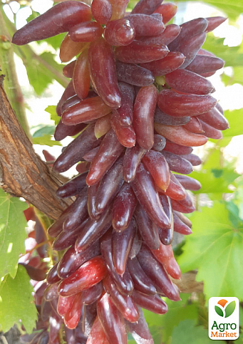 Виноград кишмиш "Геловін" (солодка, ароматна ягода екзотичної форми)