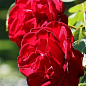 Троянда плетиста "Гранд Готель" (саджанець класу АА+) вищий сорт 