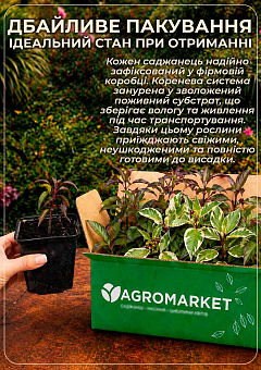 Дерен "Elegantissima" Кизил Татарський (висота саджанця 20-30см)16